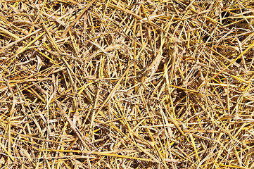 Image showing straw closeup as background