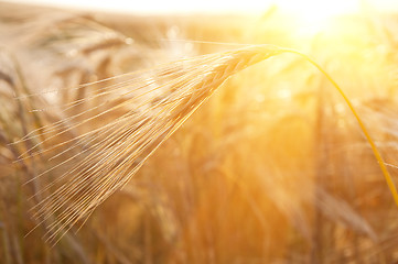 Image showing ears of wheat sun against