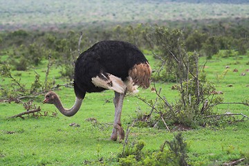 Image showing Ostrich Feeding