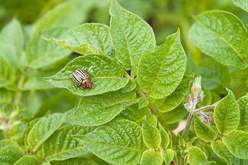 Image showing Colorado potato beetle over leaf