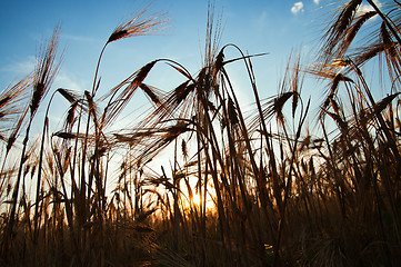Image showing wheat at sunset
