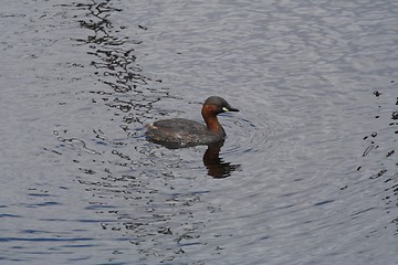 Image showing Baby duckling