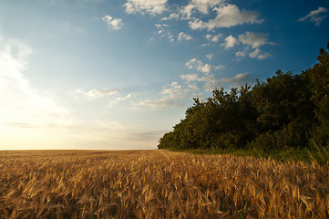 Image showing sunset on field at summer