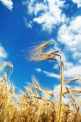 Image showing wheat of ear with blue cloudy sky