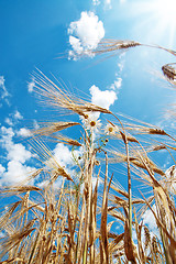 Image showing chamomiles with wheat under cloudy sky