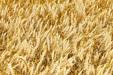 Image showing gold ears of wheat