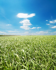 Image showing green grass and blue sky