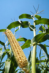 Image showing view to corn on the cob