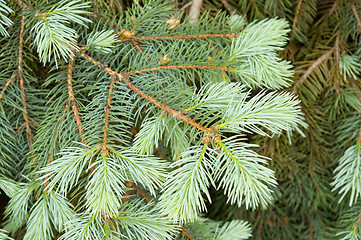 Image showing close-up of pine branches