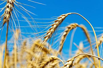Image showing gold ears of wheat