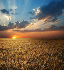 Image showing field of wheat in sunset time