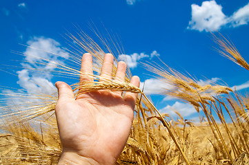 Image showing cones in the hand over new harvest