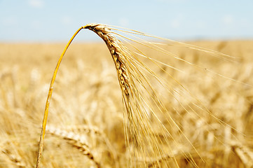 Image showing gold ears of wheat
