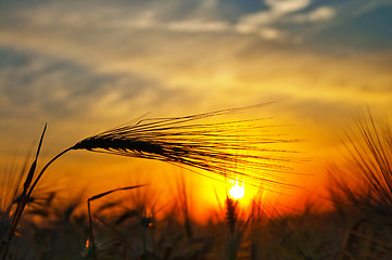 Image showing ears of ripe wheat on a background a sun in the evening