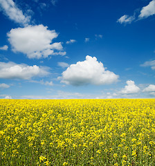 Image showing flower of oil rape in field with blue sky and clouds