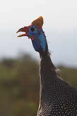 Image showing Guinea Fowl