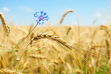 Image showing ears of wheat with flowers