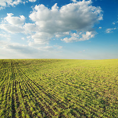 Image showing green field under cloudy sky