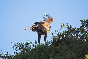 Image showing Secretary bird