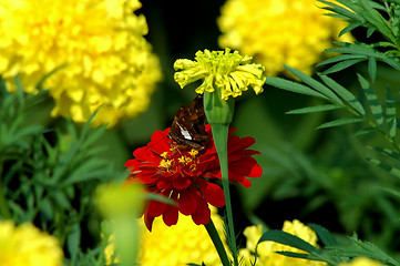 Image showing Butterfly