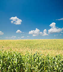 Image showing field with corn under blue sky and clouds