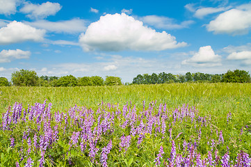 Image showing green field with flowers and blue sky