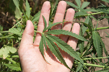 Image showing Green leaf of marijuana in a hand