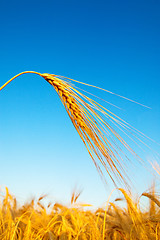 Image showing gold ears of wheat in sundown time