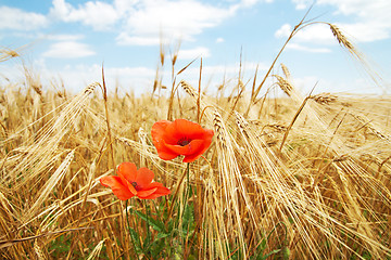 Image showing red poppy on field of ear