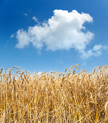 Image showing gold ears of wheat under sky