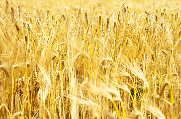 Image showing gold ears of wheat