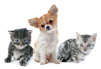 Image showing puppy chihuahua and kitten