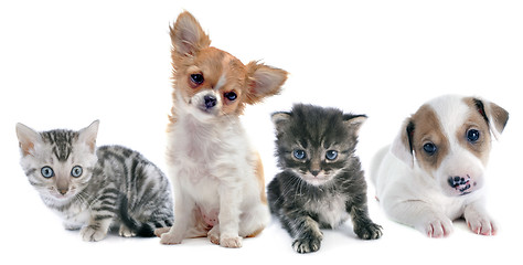 Image showing puppies and kitten