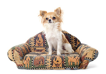 Image showing chihuahua on sofa