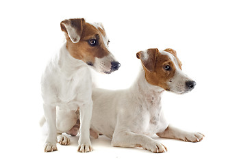 Image showing jack russel terriers