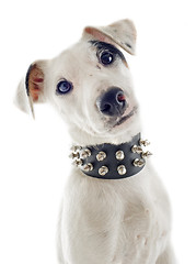 Image showing puppy jack russel terrier