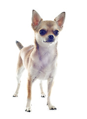 Image showing puppy chihuahua