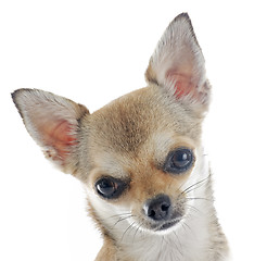 Image showing puppy chihuahua