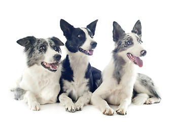 Image showing border collies