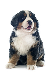 Image showing puppy bernese moutain dog