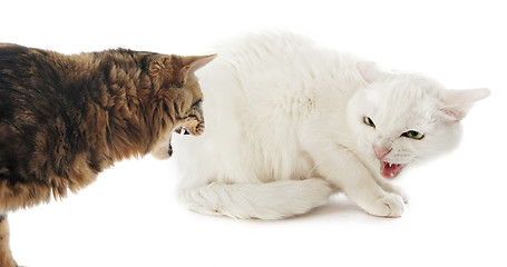 Image showing conflict between cats