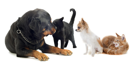 Image showing dogs and cat