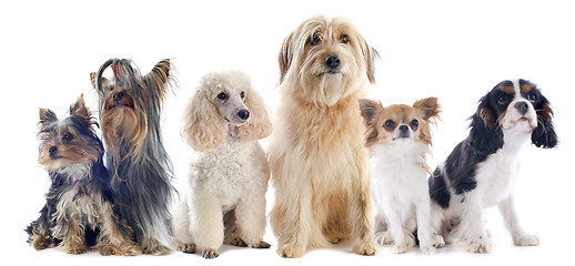 Image showing six little dogs