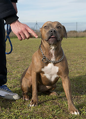 Image showing american staffordshire terrier