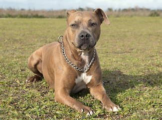 Image showing american staffordshire terrier