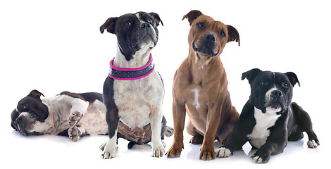 Image showing two staffordshire bull terrier