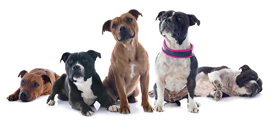 Image showing five staffordshire bull terrier