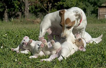 Image showing family jack russel terrier