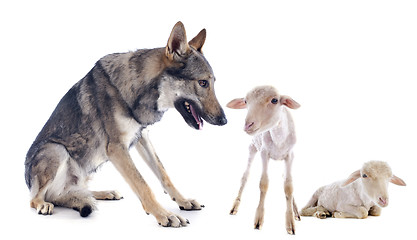 Image showing wolf and lambs