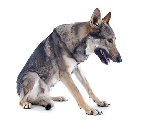 Image showing Czechoslovakian Wolfdog